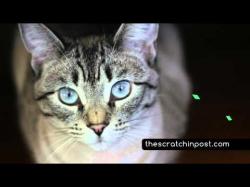 Binary Option Tutorials - AAoption Video Course The Happy Cat Course - Cat Adoption