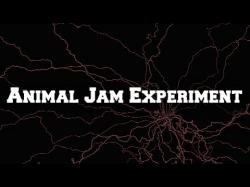 Binary Option Tutorials - trading experiment Animal Jam Trade-Back Experiment!
