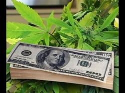 Binary Option Tutorials - trading marijuana Make Money with Marijuana Stocks //