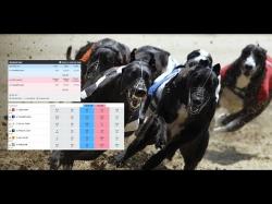 Binary Option Tutorials - trading greyhounds How To Trade Greyhounds On Betfair 